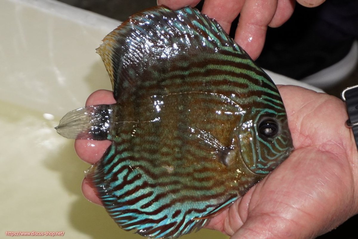 画像2: 【ワイルドディスカス】【通販】【紅赤必至の産地】ラーゴイナヌ タイプロイヤルレッドエディ（金目）【個体販売】15-16ｃｍ（生体）ラーゴイナヌ産 (2)