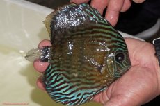 画像2: 【ワイルドディスカス】【通販】【紅赤必至の産地】ラーゴイナヌ タイプロイヤルレッドエディ（金目）【個体販売】15-16ｃｍ（生体）ラーゴイナヌ産 (2)