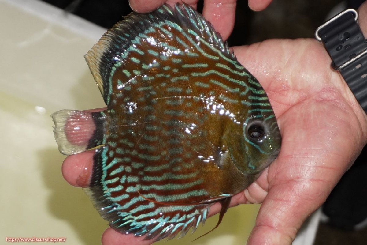 画像2: 【ワイルドディスカス】【通販】【紅赤必至の産地】ラーゴイナヌ タイプロイヤルレッドエディ（金目）【個体販売】15-16ｃｍ（生体）ラーゴイナヌ産 (2)