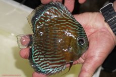 画像2: 【ワイルドディスカス】【通販】【紅赤必至の産地】ラーゴイナヌ タイプロイヤルレッドエディ（金目）【個体販売】15-16ｃｍ（生体）ラーゴイナヌ産 (2)