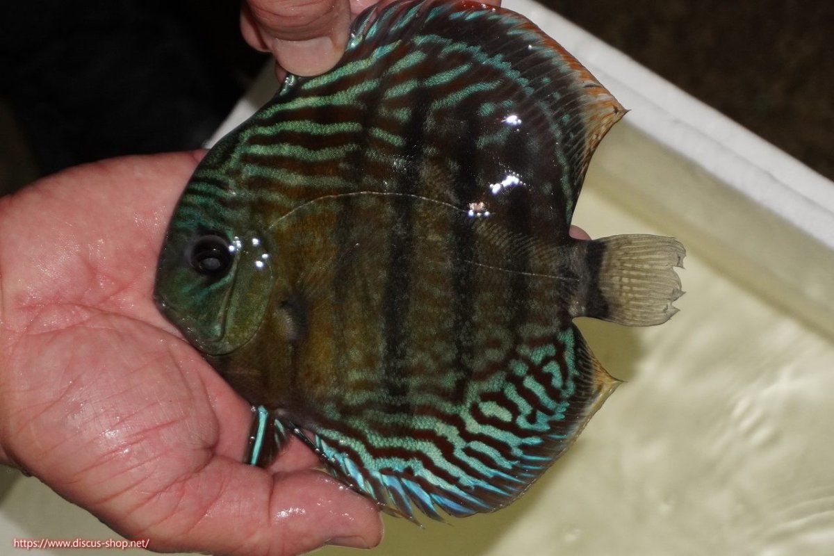 画像1: 【ワイルドディスカス】【通販】【紅赤必至の産地】ラーゴイナヌ タイプロイヤルレッドエディ（金目）【個体販売】15-16ｃｍ（生体）ラーゴイナヌ産 (1)