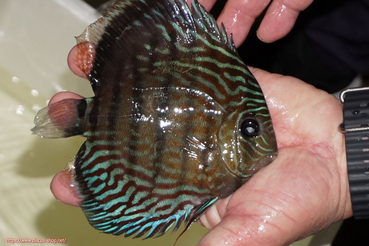 画像2: 【ワイルドディスカス】【通販】【紅赤必至の産地】ラーゴイナヌ タイプロイヤルレッドエディ（金目）【個体販売】15-16ｃｍ（生体）ラーゴイナヌ産 (2)