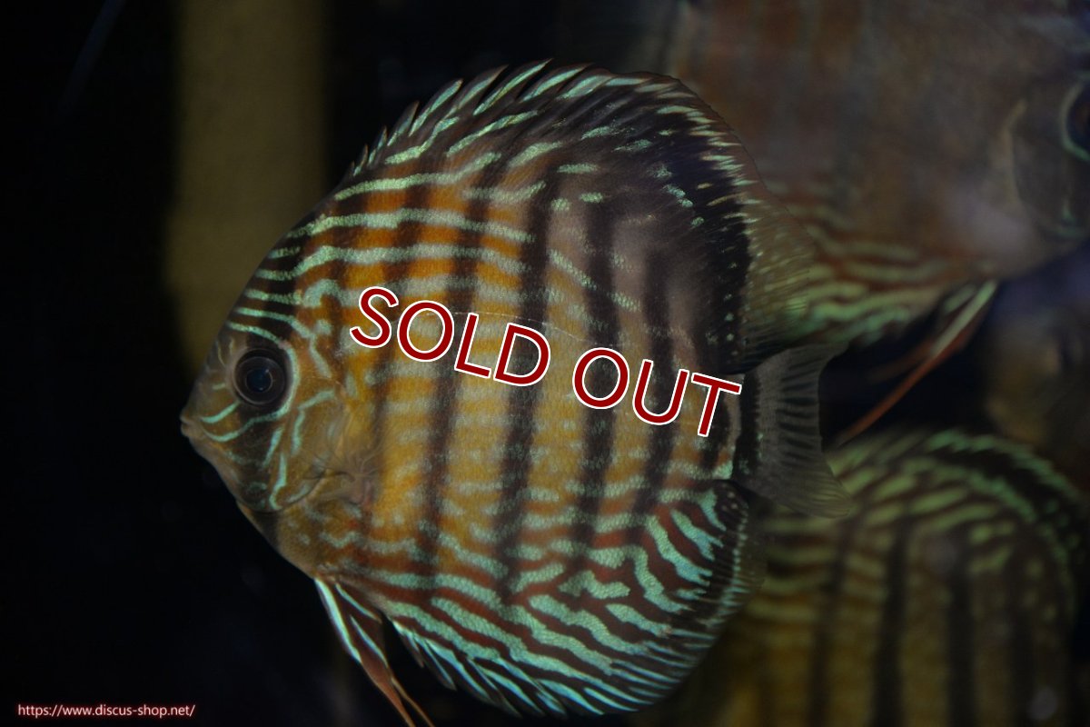 画像2: 【ワイルドディスカス】【通販】【紅赤必至の産地】ラーゴイナヌ タイプロイヤルレッドエディ（金目）【個体販売】15-16ｃｍ（生体）ラーゴイナヌ産 (2)