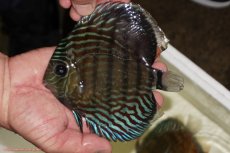 画像3: 【ワイルドディスカス】【通販】【紅赤必至の産地】ラーゴイナヌ タイプロイヤルレッドエディ（金目）【個体販売】15-16ｃｍ（生体）ラーゴイナヌ産 (3)