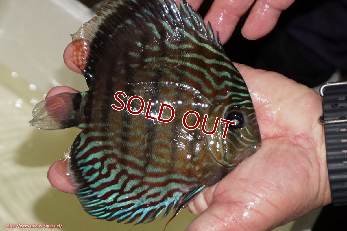 画像4: 【ワイルドディスカス】【通販】【紅赤必至の産地】ラーゴイナヌ タイプロイヤルレッドエディ（金目）【個体販売】15-16ｃｍ（生体）ラーゴイナヌ産 (4)