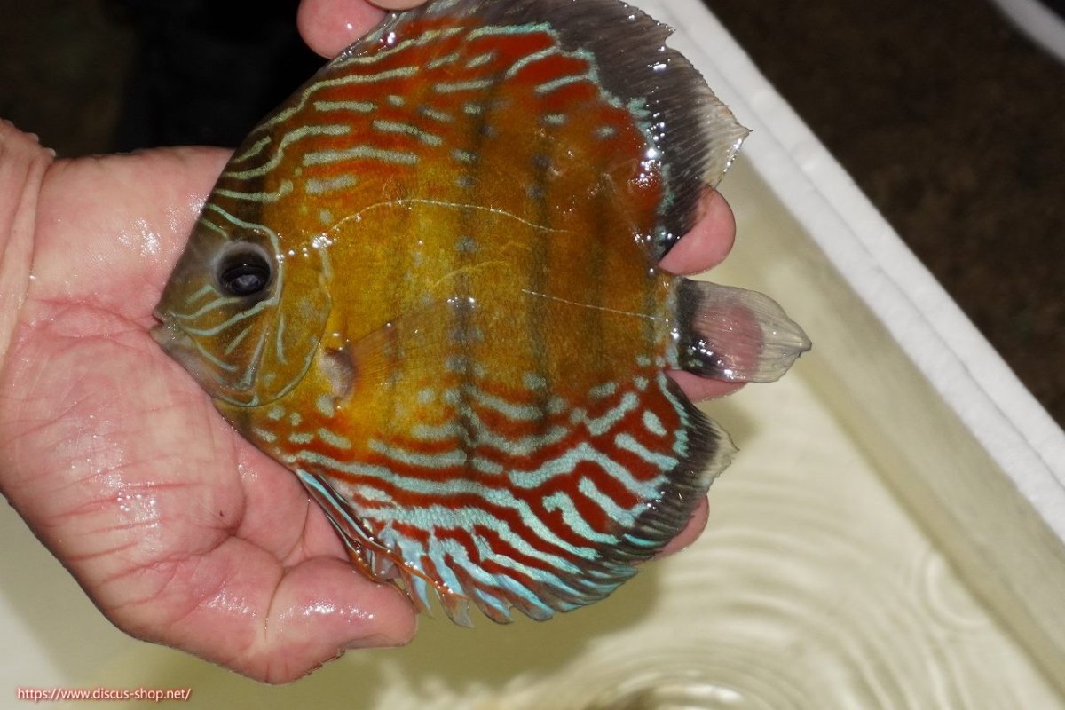 画像1: 【ワイルドディスカス】【通販】【紅赤必至の産地】ラーゴイナヌ タイプレッドエディ（金目）【個体販売】15-16ｃｍ（生体）ラーゴイナヌ産 (1)