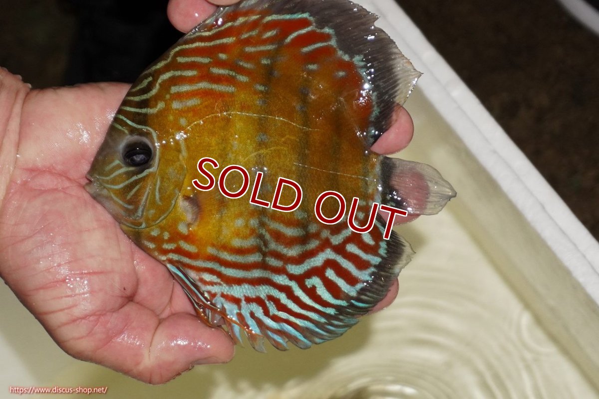 画像1: 【ワイルドディスカス】【通販】【紅赤必至の産地】ラーゴイナヌ タイプレッドエディ（金目）【個体販売】15-16ｃｍ（生体）ラーゴイナヌ産 (1)