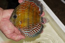 画像1: 【ワイルドディスカス】【通販】【紅赤必至の産地】ラーゴイナヌ タイプレッドエディ（金目）【個体販売】15-16ｃｍ（生体）ラーゴイナヌ産 (1)