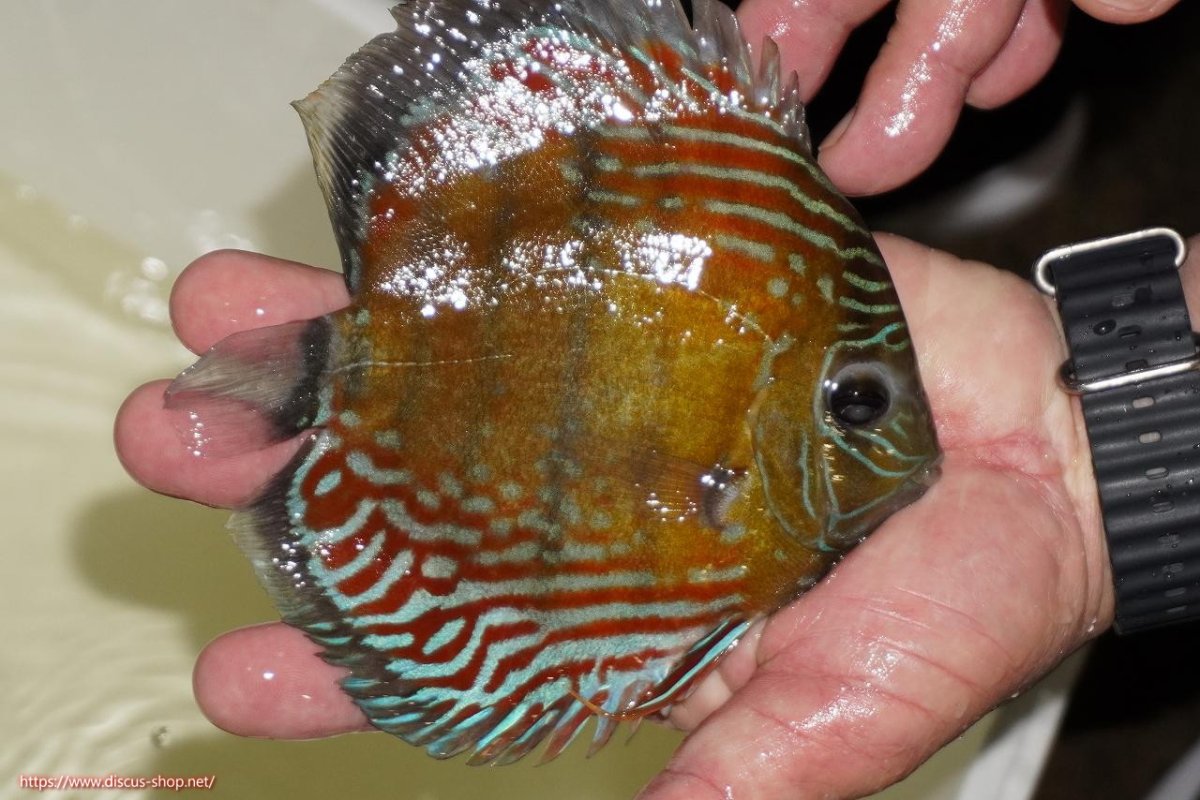 画像2: 【ワイルドディスカス】【通販】【紅赤必至の産地】ラーゴイナヌ タイプレッドエディ（金目）【個体販売】15-16ｃｍ（生体）ラーゴイナヌ産 (2)