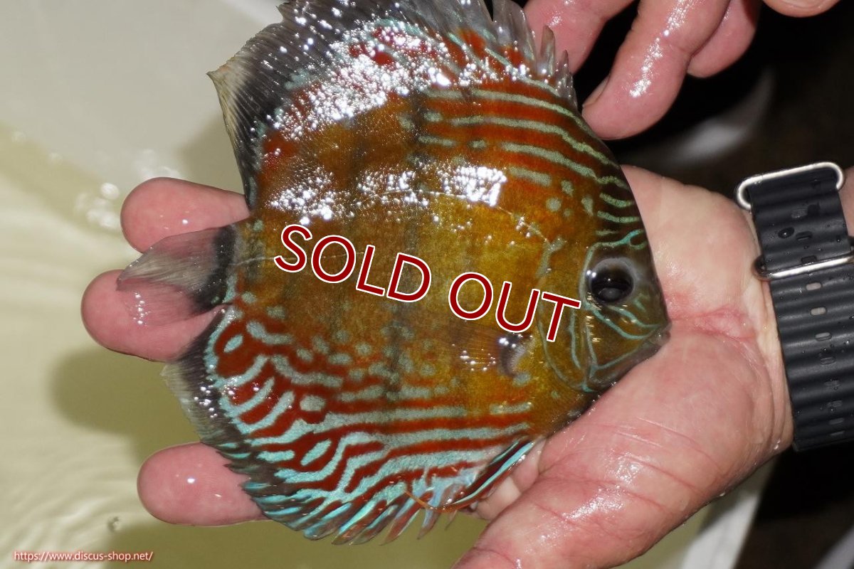 画像2: 【ワイルドディスカス】【通販】【紅赤必至の産地】ラーゴイナヌ タイプレッドエディ（金目）【個体販売】15-16ｃｍ（生体）ラーゴイナヌ産 (2)