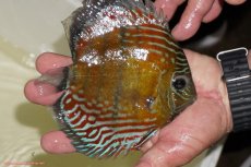 画像2: 【ワイルドディスカス】【通販】【紅赤必至の産地】ラーゴイナヌ タイプレッドエディ（金目）【個体販売】15-16ｃｍ（生体）ラーゴイナヌ産 (2)