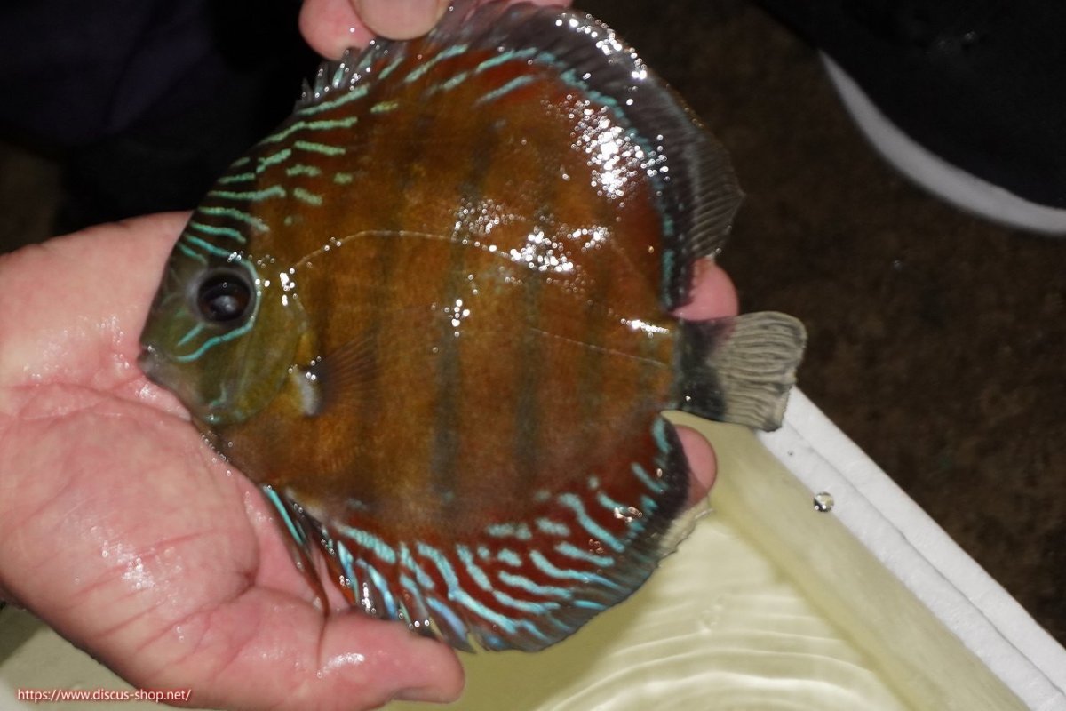 画像1: 【ワイルドディスカス】【通販】【紅赤必至の産地】ラーゴイナヌ レッドデヴィル（金目）【個体販売】15-16ｃｍ（生体）ラーゴイナヌ産 (1)