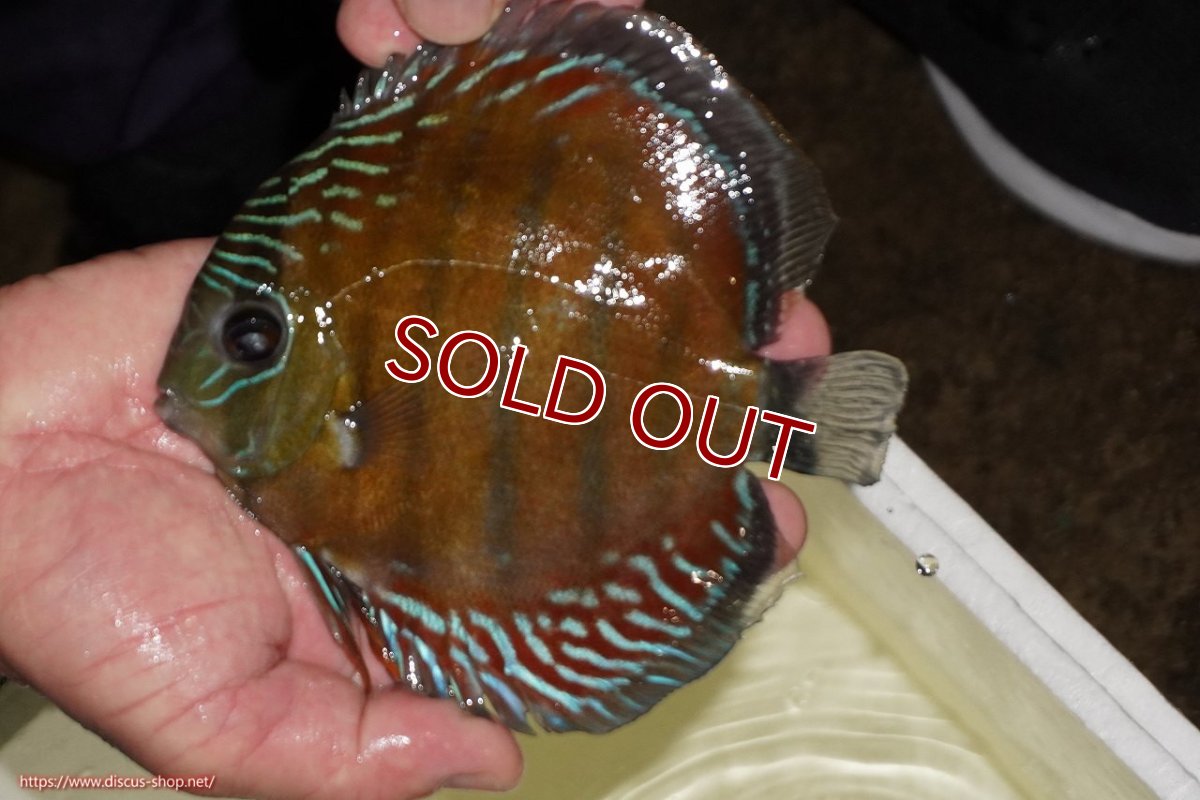 画像1: 【ワイルドディスカス】【通販】【紅赤必至の産地】ラーゴイナヌ レッドデヴィル（金目）【個体販売】15-16ｃｍ（生体）ラーゴイナヌ産 (1)