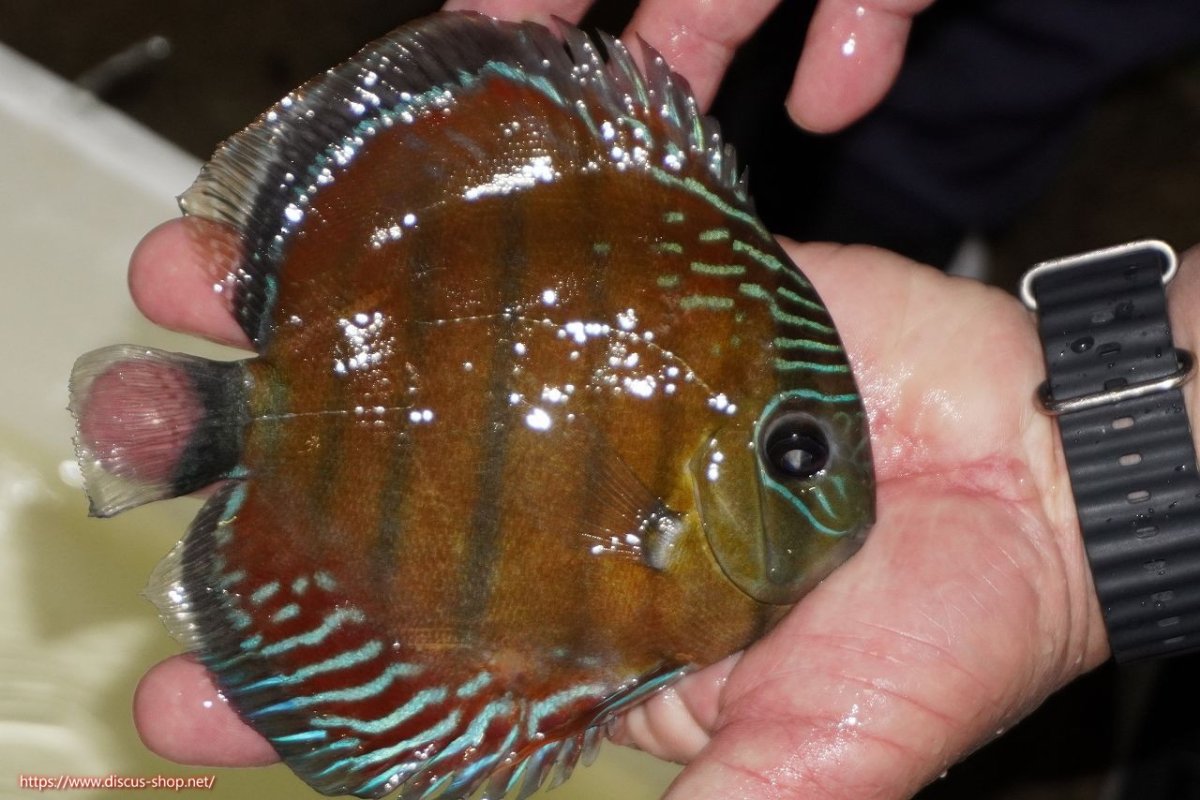 画像2: 【ワイルドディスカス】【通販】【紅赤必至の産地】ラーゴイナヌ レッドデヴィル（金目）【個体販売】15-16ｃｍ（生体）ラーゴイナヌ産 (2)