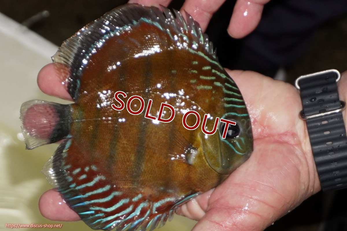 画像2: 【ワイルドディスカス】【通販】【紅赤必至の産地】ラーゴイナヌ レッドデヴィル（金目）【個体販売】15-16ｃｍ（生体）ラーゴイナヌ産 (2)