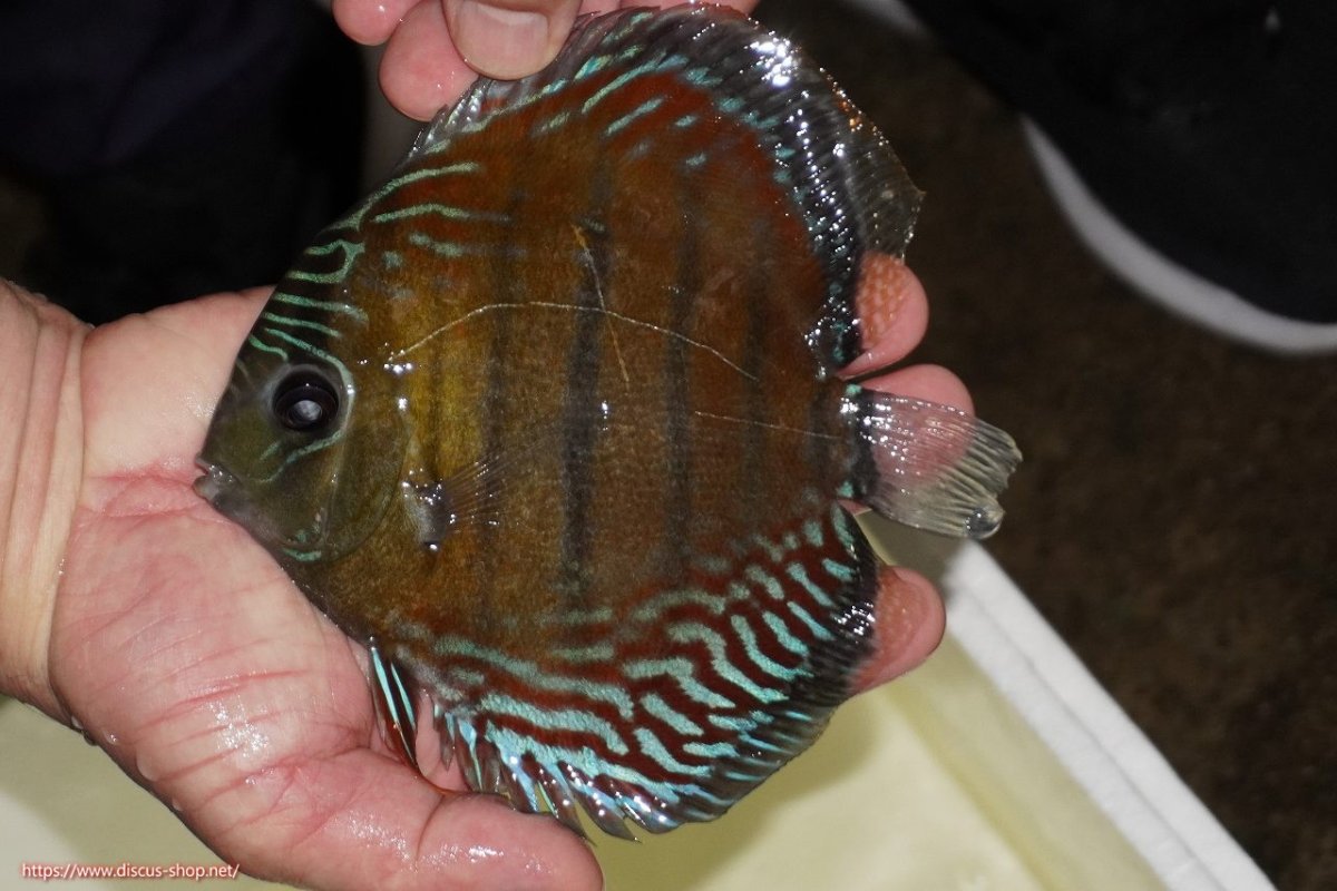 画像1: 【ワイルドディスカス】【通販】【紅赤必至の産地】ラーゴイナヌ レッドデヴィル（金目）【個体販売】15-16ｃｍ（生体）ラーゴイナヌ産 (1)