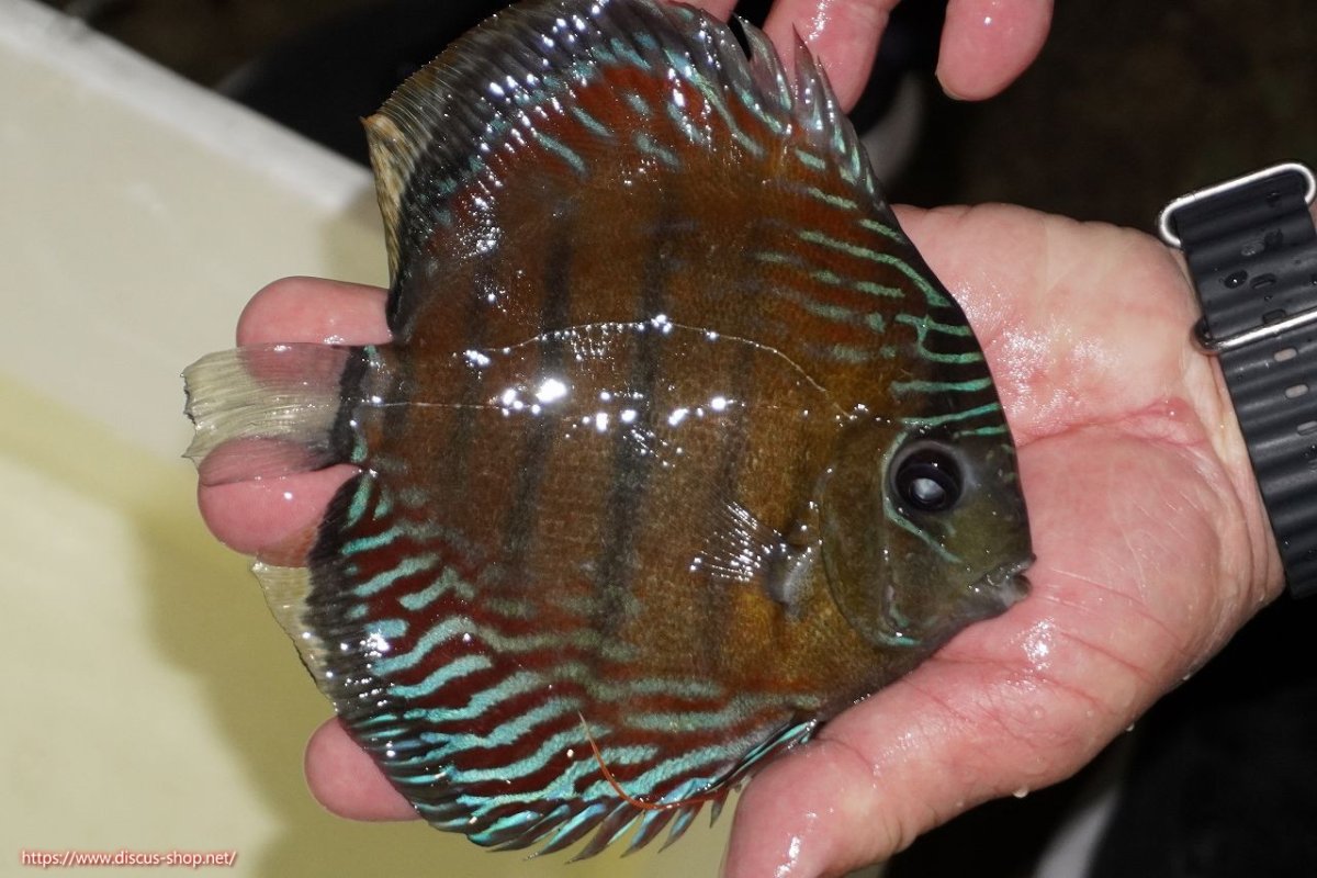 画像3: 【30周年記念セール対象個体】【ワイルドディスカス】【通販】【紅赤必至の産地】ラーゴイナヌ レッドデヴィル（金目）【個体販売】15-16ｃｍ（生体）ラーゴイナヌ産 (3)