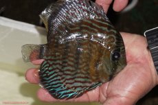 画像2: 【ワイルドディスカス】【通販】【紅赤必至の産地】ラーゴイナヌ タイプロイヤルレッドエディ（金目）【個体販売】15-16ｃｍ（生体）ラーゴイナヌ産 (2)