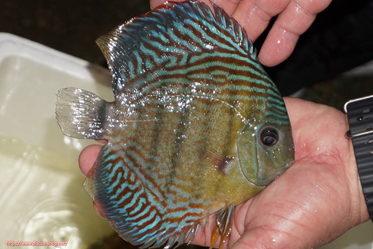 画像2: 【ワイルドディスカス】【通販】【紅赤必至の産地】ラーゴイナヌ タイプロイヤルレッドエディ（金目）【個体販売】15-16ｃｍ（生体）ラーゴイナヌ産 (2)