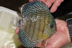 画像2: 【ワイルドディスカス】【通販】【紅赤必至の産地】ラーゴイナヌ タイプロイヤルレッドエディ（金目）【個体販売】15-16ｃｍ（生体）ラーゴイナヌ産 (2)