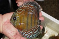 画像1: 【ワイルドディスカス】【通販】【紅赤必至の産地】ラーゴイナヌ タイプレッドエディ（金目）【個体販売】15-16ｃｍ（生体）ラーゴイナヌ産 (1)