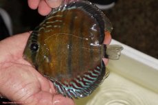 画像1: 【ワイルドディスカス】【通販】【紅赤必至の産地】ラーゴイナヌ レッドデヴィル（金目）【個体販売】15-16ｃｍ（生体）ラーゴイナヌ産 (1)