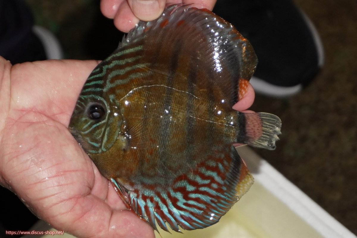 画像3: 【30周年記念セール対象個体】【ワイルドディスカス】【通販】【紅赤必至の産地】ラーゴイナヌ レッドデヴィル（金目）【個体販売】15-16ｃｍ（生体）ラーゴイナヌ産 (3)