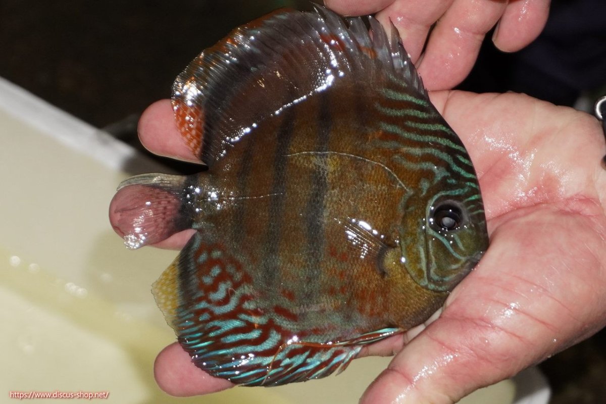 画像4: 【30周年記念セール対象個体】【ワイルドディスカス】【通販】【紅赤必至の産地】ラーゴイナヌ レッドデヴィル（金目）【個体販売】15-16ｃｍ（生体）ラーゴイナヌ産 (4)