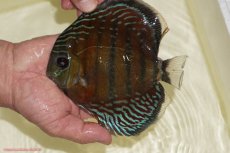 画像4: 【30周年記念セール対象個体】【ワイルドディスカス】【通販】【紅赤必至の産地】ラーゴイナヌ　タイプレッドエディ【個体販売】15-17ｃｍ（生体）ラーゴイナヌ産 (4)