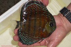 画像5: 【30周年記念セール対象個体】【ワイルドディスカス】【通販】【紅赤必至の産地】ラーゴイナヌ　タイプレッドエディ【個体販売】15-17ｃｍ（生体）ラーゴイナヌ産 (5)