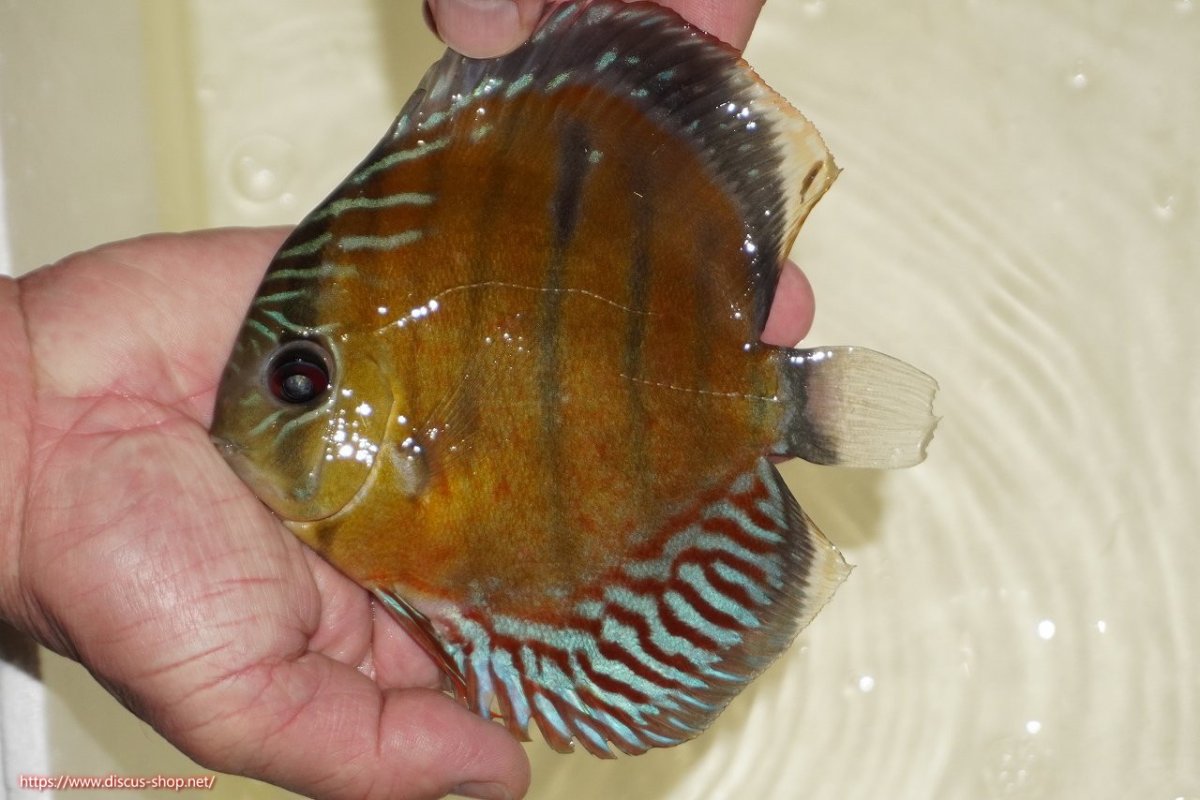 画像1: 【決算セール対象個体】【ワイルドディスカス】【通販】【紅赤必至の産地】ラーゴイナヌ レッドデヴィル【個体販売】15-17ｃｍ（生体）ラーゴイナヌ産 (1)