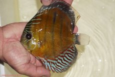 画像1: 【決算セール対象個体】【ワイルドディスカス】【通販】【紅赤必至の産地】ラーゴイナヌ レッドデヴィル【個体販売】15-17ｃｍ（生体）ラーゴイナヌ産 (1)