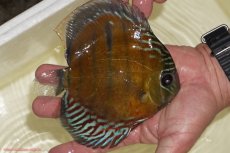 画像2: 【決算セール対象個体】【ワイルドディスカス】【通販】【紅赤必至の産地】ラーゴイナヌ レッドデヴィル【個体販売】15-17ｃｍ（生体）ラーゴイナヌ産 (2)