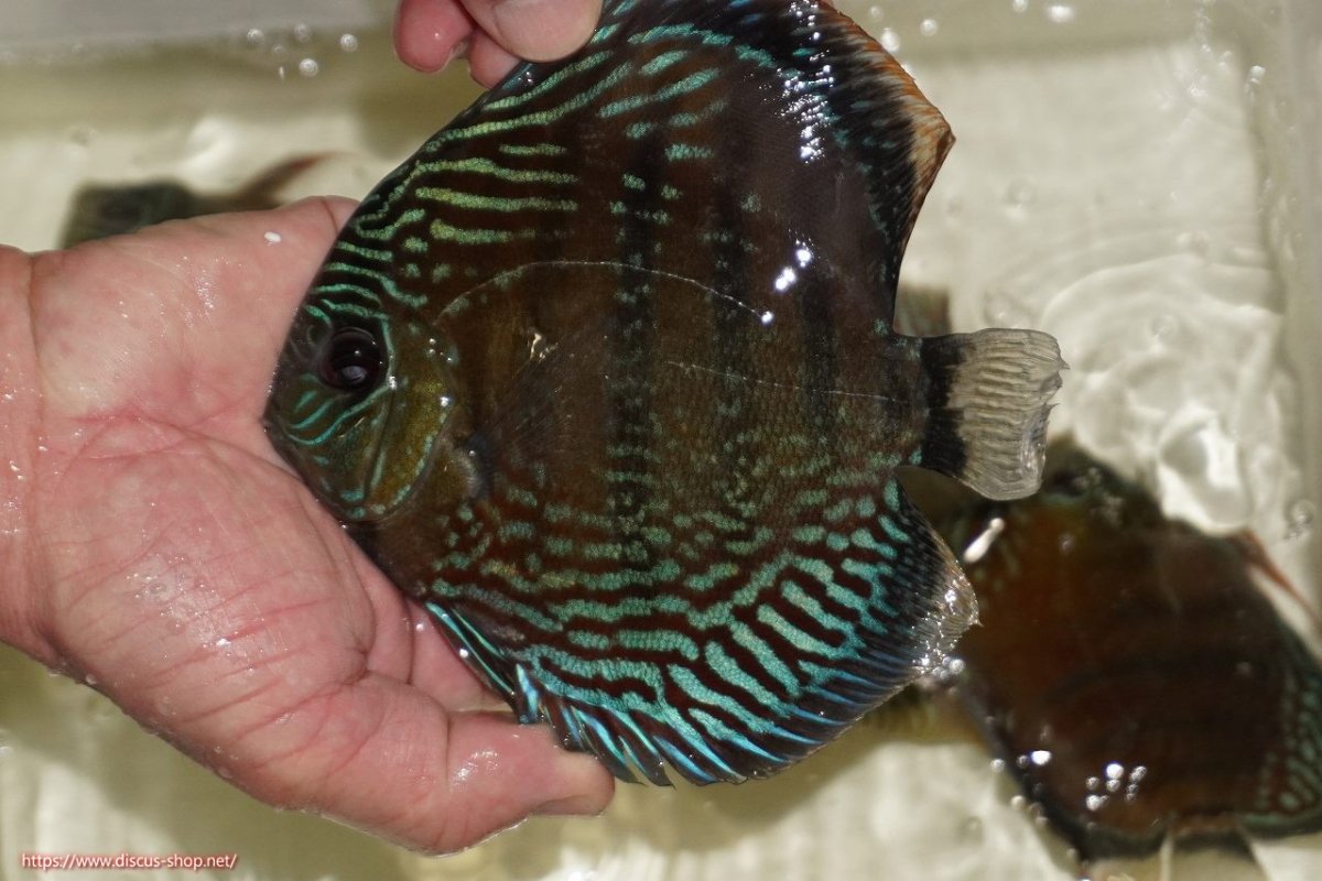 画像1: 【決算セール対象個体】【ワイルドディスカス】【通販】【紅赤必至の産地】ラーゴイナヌ　タイプレッドエディ【個体販売】15-17ｃｍ（生体）ラーゴイナヌ産 (1)