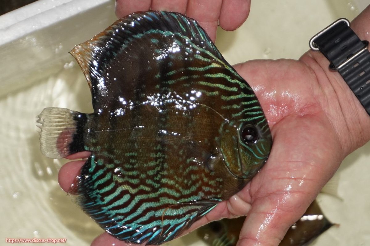 画像2: 【決算セール対象個体】【ワイルドディスカス】【通販】【紅赤必至の産地】ラーゴイナヌ　タイプレッドエディ【個体販売】15-17ｃｍ（生体）ラーゴイナヌ産 (2)