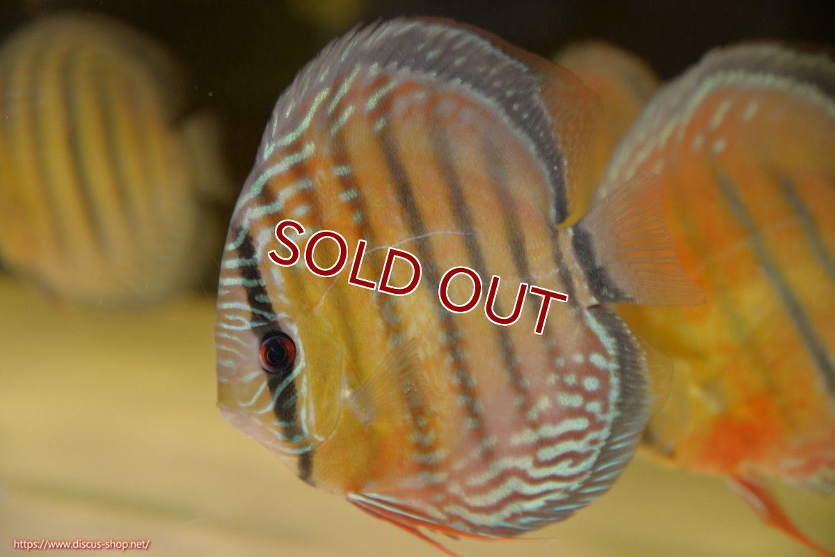 画像1: 【ワイルドディスカス】【通販】【紅赤必至の産地】ラーゴイナヌ レッドデヴィル【個体販売】15-17ｃｍ（生体）ラーゴイナヌ産 (1)