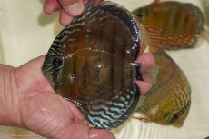 画像1: 【決算セール対象個体】【ワイルドディスカス】【通販】【紅赤必至の産地】ラーゴイナヌ レッドデヴィル【個体販売】15-17ｃｍ（生体）ラーゴイナヌ産 (1)