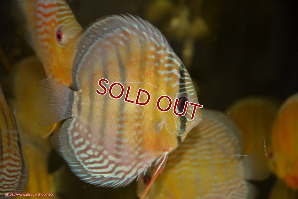 画像2: 【ワイルドディスカス】【通販】【紅赤必至の産地】ラーゴイナヌ レッドデヴィル【個体販売】15-17ｃｍ（生体）ラーゴイナヌ産 (2)