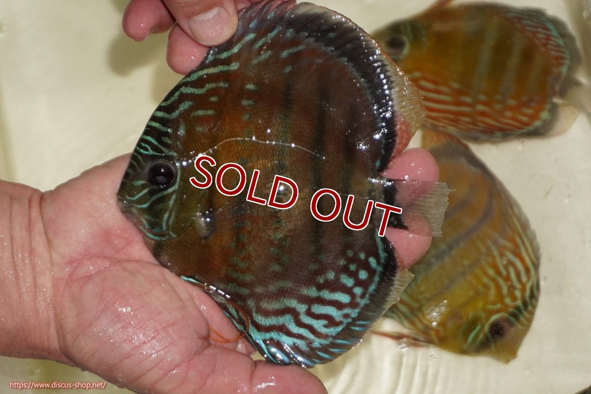 画像3: 【ワイルドディスカス】【通販】【紅赤必至の産地】ラーゴイナヌ レッドデヴィル【個体販売】15-17ｃｍ（生体）ラーゴイナヌ産 (3)