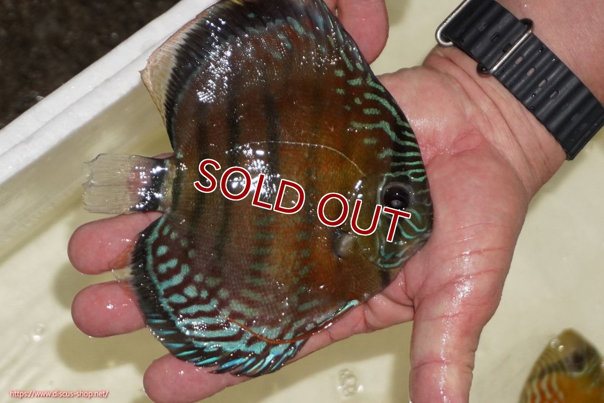 画像4: 【ワイルドディスカス】【通販】【紅赤必至の産地】ラーゴイナヌ レッドデヴィル【個体販売】15-17ｃｍ（生体）ラーゴイナヌ産 (4)