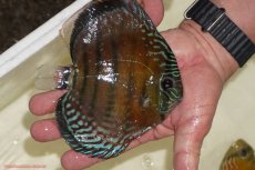 画像4: 【ワイルドディスカス】【通販】【紅赤必至の産地】ラーゴイナヌ レッドデヴィル【個体販売】15-17ｃｍ（生体）ラーゴイナヌ産 (4)