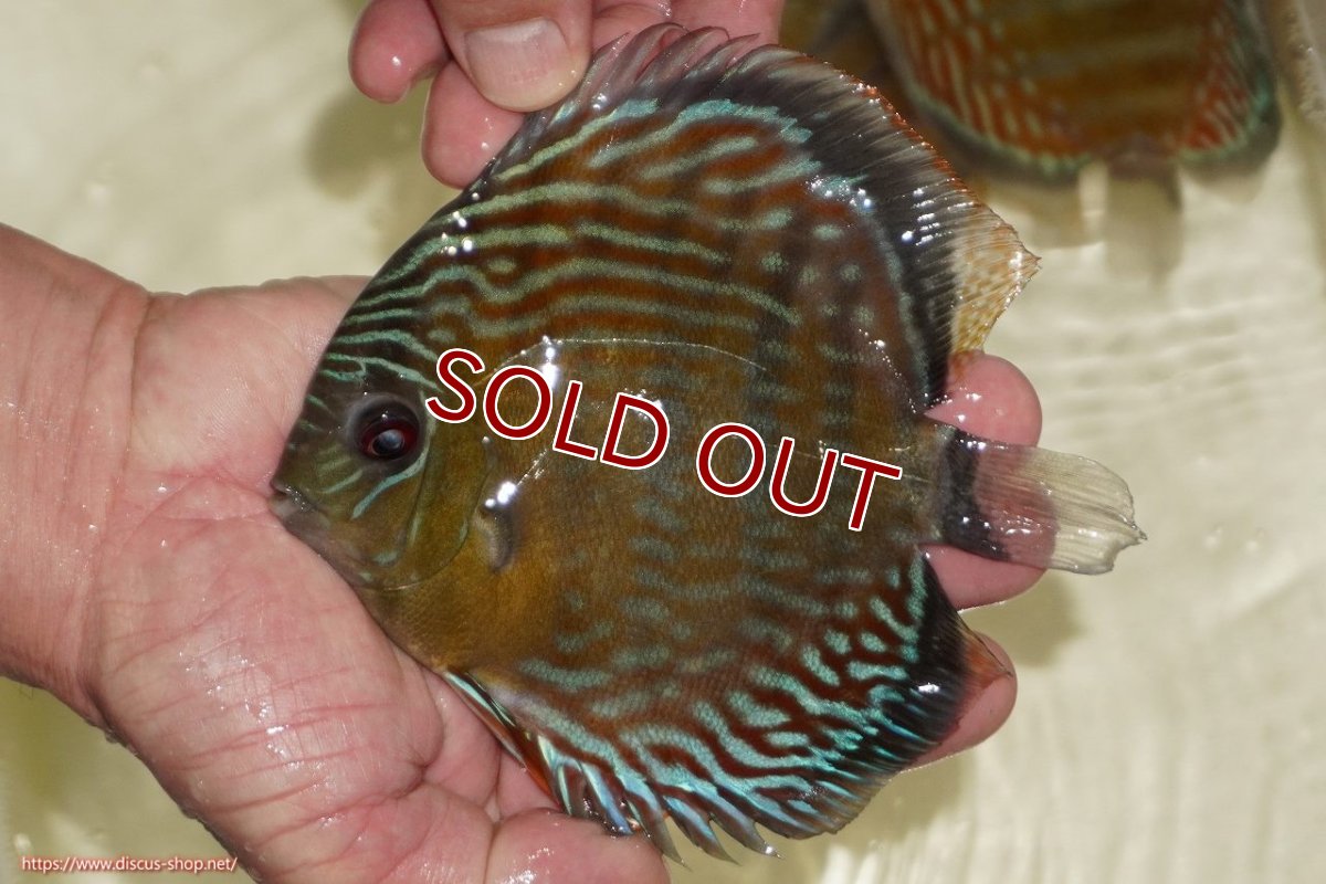 画像1: 【ワイルドディスカス】【通販】【紅赤必至の産地】ラーゴイナヌ　タイプレッドエディ【個体販売】15-17ｃｍ（生体）ラーゴイナヌ産 (1)