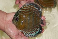 画像1: 【決算セール対象個体】【ワイルドディスカス】【通販】【紅赤必至の産地】ラーゴイナヌ　タイプレッドエディ【個体販売】15-17ｃｍ（生体）ラーゴイナヌ産 (1)