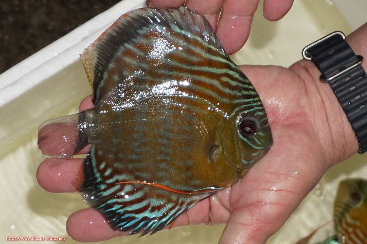 画像2: 【決算セール対象個体】【ワイルドディスカス】【通販】【紅赤必至の産地】ラーゴイナヌ　タイプレッドエディ【個体販売】15-17ｃｍ（生体）ラーゴイナヌ産 (2)