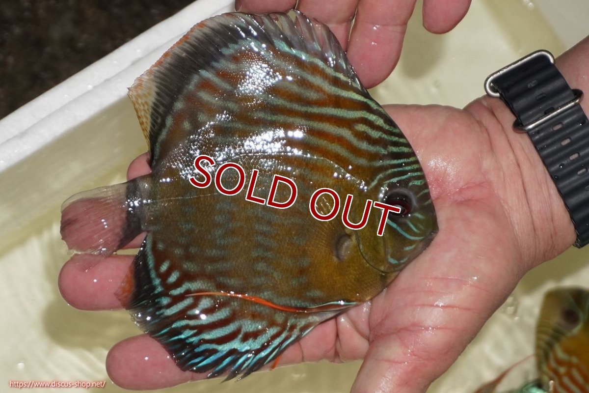 画像2: 【ワイルドディスカス】【通販】【紅赤必至の産地】ラーゴイナヌ　タイプレッドエディ【個体販売】15-17ｃｍ（生体）ラーゴイナヌ産 (2)