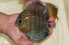 画像1: 【決算セール対象個体】【ワイルドディスカス】【通販】【紅赤必至の産地】ラーゴイナヌ　タイプレッドエディ【個体販売】15-17ｃｍ（生体）ラーゴイナヌ産 (1)