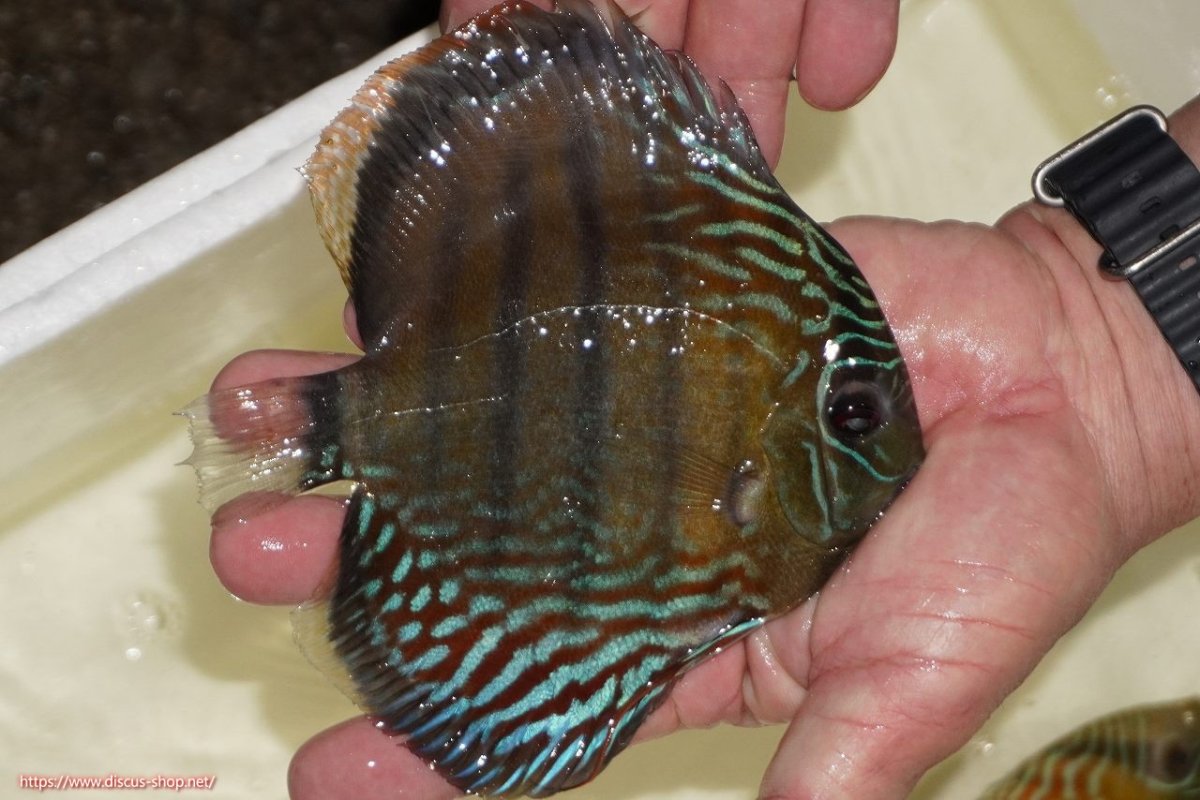 画像2: 【決算セール対象個体】【ワイルドディスカス】【通販】【紅赤必至の産地】ラーゴイナヌ　タイプレッドエディ【個体販売】15-17ｃｍ（生体）ラーゴイナヌ産 (2)