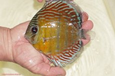 画像1: 【決算セール対象個体】【ワイルドディスカス】【通販】【紅赤必至の産地】ラーゴイナヌ　タイプレッドエディ【個体販売】15-17ｃｍ（生体）ラーゴイナヌ産 (1)