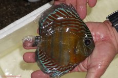 画像2: 【決算セール対象個体】【ワイルドディスカス】【通販】【紅赤必至の産地】ラーゴイナヌ　タイプレッドエディ【個体販売】15-17ｃｍ（生体）ラーゴイナヌ産 (2)