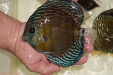 画像1: 【決算セール対象個体】【ワイルドディスカス】【通販】【紅赤必至の産地】ラーゴイナヌ　タイプレッドエディ【個体販売】15-17ｃｍ（生体）ラーゴイナヌ産 (1)